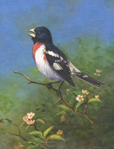 Owen Gromme Rose Breasted Grosbeak - Picture 1 of 1