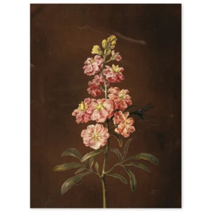Barbara Regina Dietzsch, Eine rosa Garten-Levkoje, Poster - Bild 1 von 3