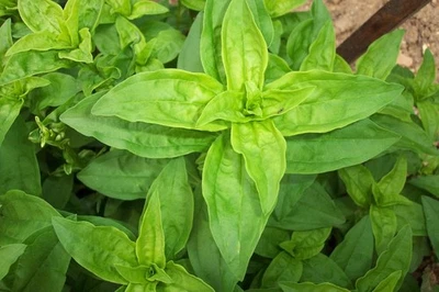 600 Sweet Italian Basil Seeds Garden Vegetable Herb Seeds - Image 1 of 2