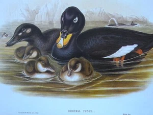 Vintage Vogelwelt Druck OIDEMIA FUSCA Samt Scoter Ente - J.Gould & H.C. Richter - Bild 1 von 3