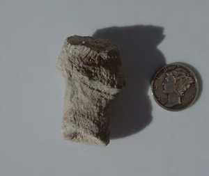 Muestra de coral cuerno fósil 1333 - Imagen 1 de 8