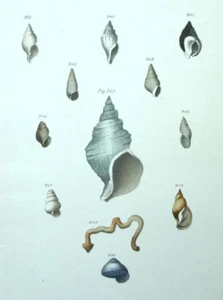 Histoire naturelle Coquilles Coquillage Fruits de mer - Lithographie XIXème - Picture 1 of 1