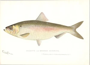 Original 1898 Antique DENTON Color Fish Print - ALEWIFE - BRANCH HERRING - Picture 1 of 2