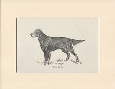 Gordon Setter Old Antique 1912 Dog Art Print by Arthur Wardle Ready Mounted