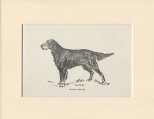 GORDON SETTER ALT ANTIK 1912 HUNDEKUNSTDRUCK von ARTHUR WARDLE BEREIT MONTIERT - Bild 1 von 1