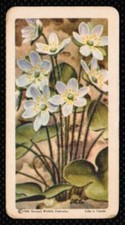 1961 Red Rose Tea Card Wild Flowers of North America #17