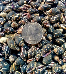 2 oz small dove micro sea shells crafts arts wicca sea alters beach shells sbs14 - Picture 1 of 2