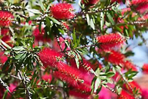 Callistemon Captain Cook - (Tube stock, Flowers, Native, Bottlebrush) + FREEBIE - Picture 1 of 7