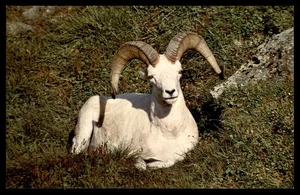 Postcard Dall Sheep in McKinley Park, Alaska - Picture 1 of 2