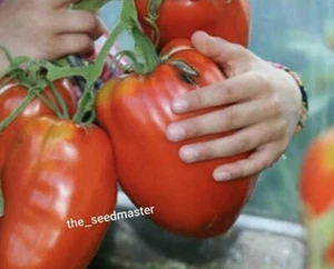 Bulgarian Giant Oxheart Tomato 20 Seeds - Qld - Organic - Heirloom - Picture 1 of 1