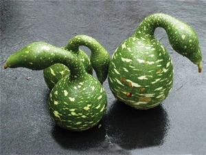 Gesprenkelter Schwanenkürbis, (Lagenaria siceraria), Samen - Bild 1 von 6