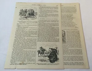 1880 article ~ RUNNING BUFFALO IN TEXAS - Bild 1 von 1