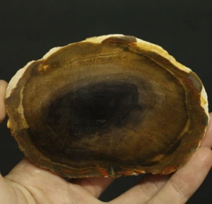 117gr INCREÍBLE REBANADA DE MADERA PETRIFICADA ROJA SIN PULIR DE INDONESIA - Imagen 1 de 8