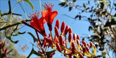 Bat's Wing Coral Tree  (Erythrina vespertilio) 10 Seeds - Image 1 of 4