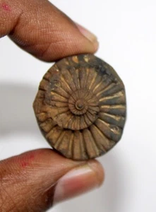 Pitambar/Madhusudan Sudarshan Shaligram Wt-16 gramos talla 1,00 pulgadas - Imagen 1 de 5