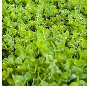 10 lbs Heirloom Clover Seed Mix - Supports Healthy Deer & Wildlife Habitats - Picture 1 of 9