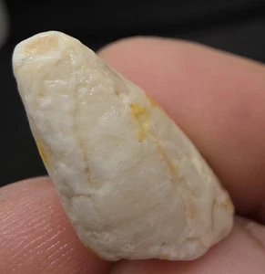 Potential Opalised Marine Dinosaur Tooth Fossil 15.3ct Potential Plesiosaur Scar - Picture 1 of 10