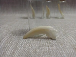 XL Badger Claw, Mini Curiosity Jar (1 claw in 1 jar) - Foto 1 di 8
