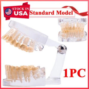 Dental Denture Adult Standard Model Teeth Teaching Studying Typodont Model Clear - Picture 1 of 5