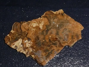 Losa fósil de estromatolito-4 "x 2 5/8"---áspera-cabinado-pantalla, ciencia - Imagen 1 de 3