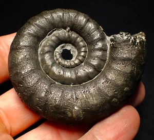 Big pyrite Eoderoceras ammonite fossil (66 mm) Jurassic Coast Fossils UK mineral - Picture 1 of 8