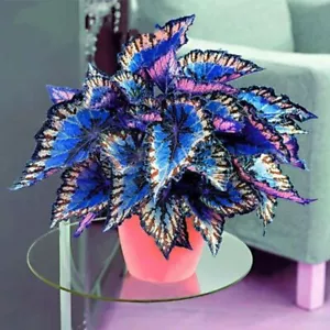 100 semillas multicolores de cóleo Coleus Blumei semillas de flores de jardín - Imagen 1 de 2