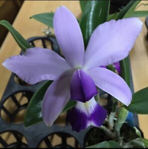 Cattleya maxima coer x violacea coer Exact Two Growths Orchid White 4” RePot