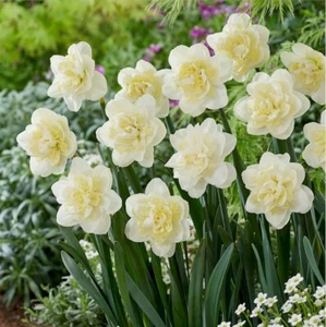 DAFFODILS - White Lion x 25 Bulbs - Picture 1 of 2