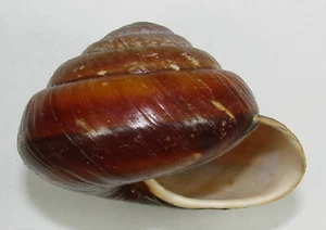 PARARYSOTTA QUADRASI 70.50mm BEAUTIFUL RARE SPECIMEN Catanduanes, Philippines - Picture 1 of 2