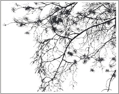 Imagen de dosel de árbol sello transparente ramas de árbol único mirando hacia arriba nuevo envío gratuito Foto 1 de 3