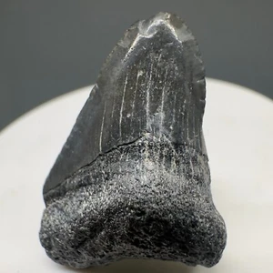 Deformed 1.32" Fossil MEGALODON Shark Tooth - Bone Valley - Rarely Offered - Picture 1 of 4