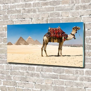 Acrylglas-Bild Wandbilder Druck 140x70 Deko Tiere Kamel in Kairo - Bild 1 von 6