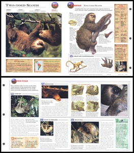 Klappbogen - Zweizehenfaultier - 230 - Bild 1 von 1