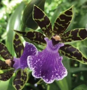 FPOrchids Zygopetalum Syd Monkhouse - Picture 1 of 4