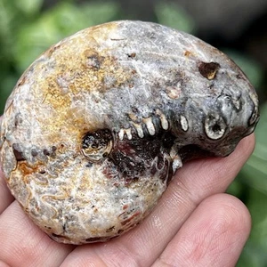 63G AMAZING WHOLE PERMIAN THIN AMMONITE FOSSIL MULTICOLOR CALCITE MOLLUSCA TIMOR - Picture 1 of 16