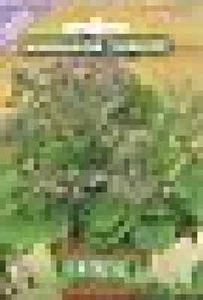 BORRAGGINE COMUNE - AROMATICHE E OFFICINALI -FLORAL - BUSTA SEMENTI - Picture 1 of 1