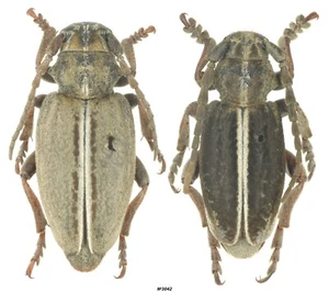Coleoptera Dorcadion (Cribridorcadion) czegodaevi Azerbaiyán PAR 14mm/12mm RARO - Imagen 1 de 1