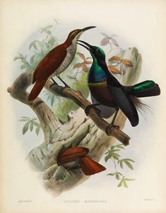 Teller Nr. 23 Ptiloris Magnificus Paradiesvögel von Daniel Elliot Giclée Repro - Bild 1 von 2