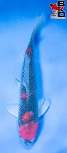 15" GOSHIKI (FEMALE) Live Koi Fish Garden Pond B4 - Picture 1 of 6