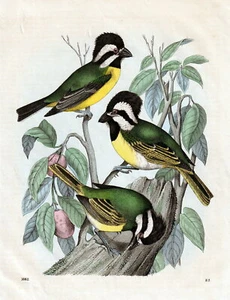 Vögel - Würgermeisen . Altcolorierte Lithografie von 1862 - Picture 1 of 1