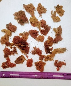 Brown, Yellow and Red Lichen/Model Train Scenery Bushes Trees 46g pliable/soft - Picture 1 of 2