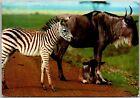 Postcard: African Wildlife - White-Bearded Wildebeest and Young Zebra in Ea A230