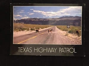 Postcard Vintage Texas Highway Patrol Horse Foal In Road Mountain Background 4x6 - Picture 1 of 2