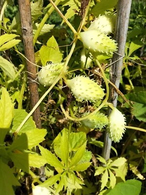   Achocha Fat Baby 15 Seeds - BUY ONE GET ONE  FREE  - Image 1 of 3