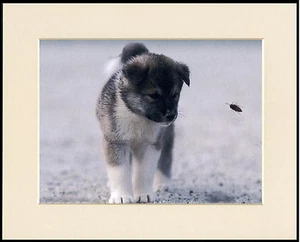 AKITA PUPPY AND BEE CHARMING DOG PRINT MOUNTED READY TO FRAME - Picture 1 of 1