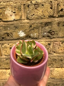 Crassula ARBORESCENS UNDULATIFOLIA variegated plant in a ceramic pot ripple jade - Picture 1 of 10