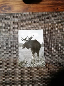 Elch - Postkarte - Echt Foto - Agfa - b/w - Alt - Sammler - E.V. 61 - Bild 1 von 2