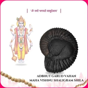 Adbhut Maha Vishnu Shankh Shaligram Shila - EBS55 - Bild 1 von 6