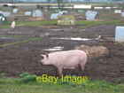 Photo 6X4 Happy As A Pig In Muck Sutton-On-The-Forest Pig Farming At Sutt C2007