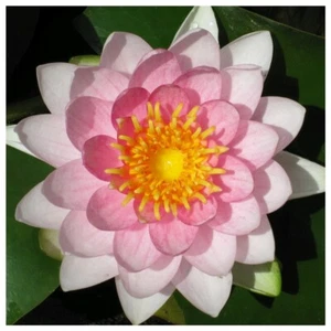 Nymphaea "Gonnere Pink" Premium Water Lily Pond Plant - Picture 1 of 3